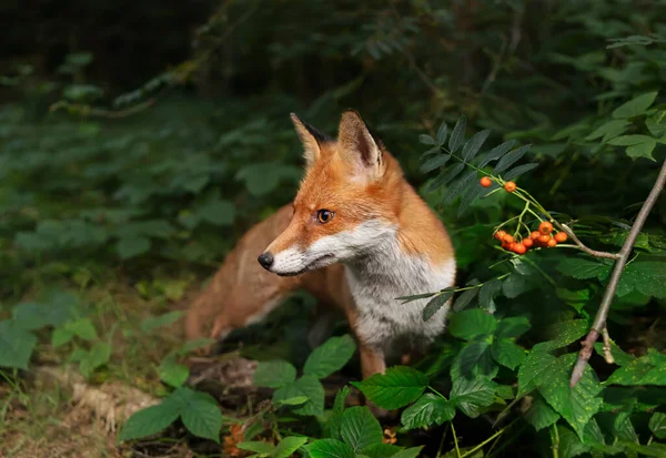 Κοντινό Πλάνο Μιας Κόκκινης Αλεπούς Vulpes Vulpes Στο Δάσος Ηνωμένο — Φωτογραφία Αρχείου