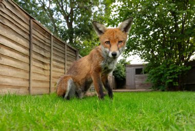 İngiltere 'de bir bahçede yeşil çimlerin üzerinde oturan bir kızıl tilkiye (Vulpes vulpes) yakın çekim.