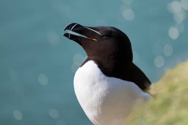 Close up of a Razorbill against bokeh background, Bempton, UK.