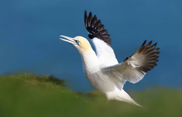 Detail Severní Gannet Morus Bassana Otevřenými Křídly Modrém Pozadí Bempton — Stock fotografie