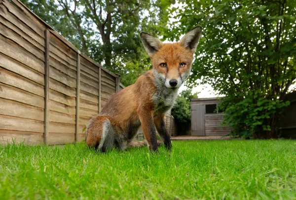 İngiltere 'de bir bahçede yeşil çimlerin üzerinde oturan bir kızıl tilkiye (Vulpes vulpes) yakın çekim.