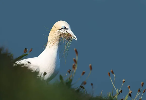 Close Van Een Noordelijke Gannet Morus Bassana Met Nestmateriaal Snavel — Stockfoto