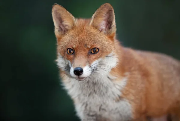 Portrait Red Fox Vulpes Vulpes — Stock Photo, Image