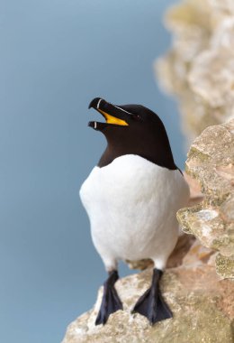 Close up of a Razorbill with an open beak on the cliff edge against blue background, Bempton, UK.
