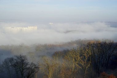 Şehirdeki ağaçlar sisle kaplı.