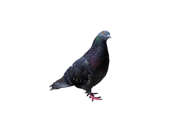Le pigeon — Photo