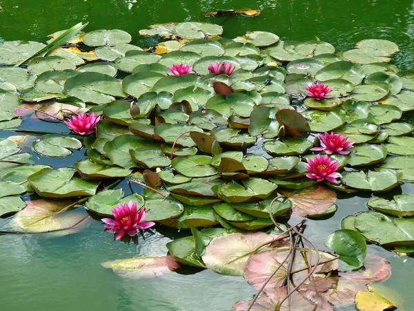 Lotuses. — Stock Fotó