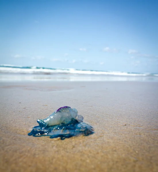 Botella azul en la playa Imagen de archivo