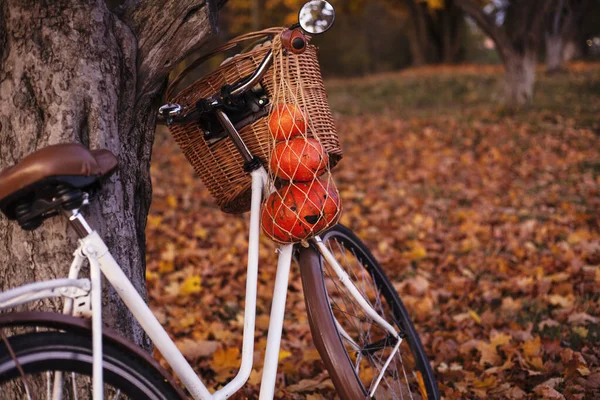 Een Vintage Fiets Met Halloween Pompoenen — Stockfoto