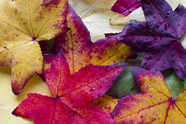 가을 잎 로열티 프리 스톡 이미지