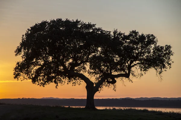 Pôr do sol — Fotografia de Stock