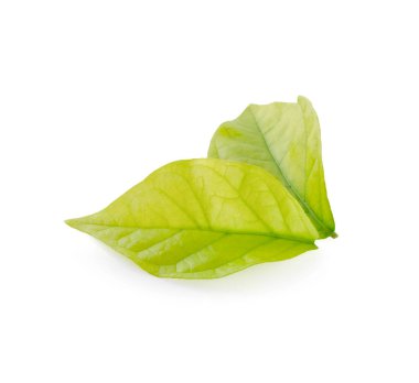 Beyaz arkaplanda yeşil yaprak izole edildi