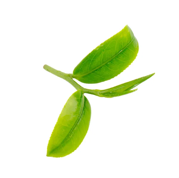 Φύλλα Πράσινου Τσαγιού Απομονωμένα Λευκό Φόντο Royalty Free Εικόνες Αρχείου