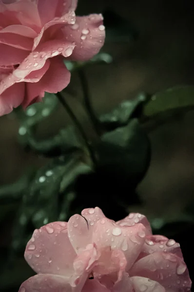 朝の新鮮な滴とピンクのバラ — ストック写真