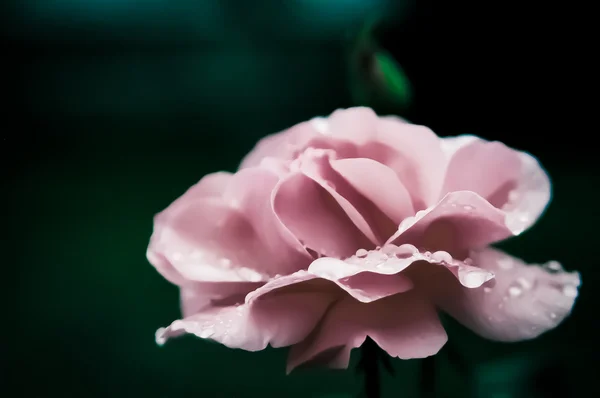 Rosa rosa com gotas frescas da manhã Fotos De Bancos De Imagens