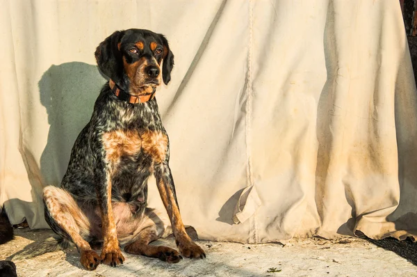 Straßenhund — Stockfoto