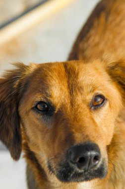 sokak köpeği