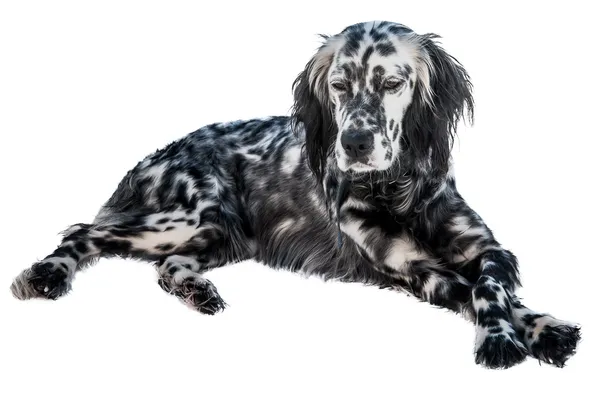 イングリッシュ ・ セター犬 — ストック写真