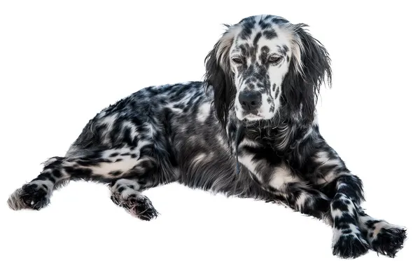 Chien setter anglais Photo De Stock