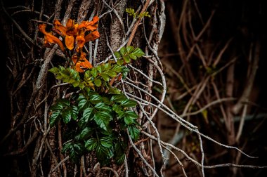 kökleri bir kır çiçeği