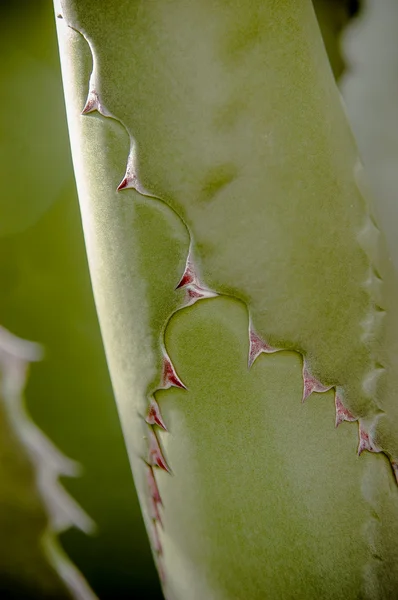 Feuilles de cactus agave — Photo