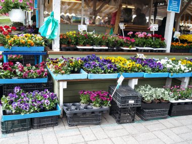 Pazarda sıra sıra bahçe bitkileri ve çiçekler 