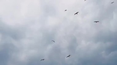 Bulutlu gökyüzünde süzülen martılar. Yüksek kaliteli FullHD görüntüler