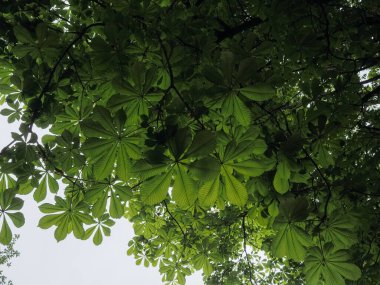 Kestane rengi arkaplanı kopyalama alanı ile kapatır