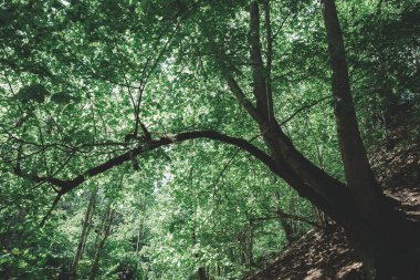 Yeşil fantezi ormanındaki bir ağacın silueti. Güneş ışığı yapraklardan gelir. Yüksek kalite fotoğraf