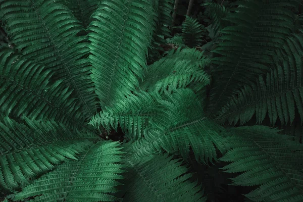 Arbustos Helechos Fantasía Bosque Fondo Textura — Foto de Stock