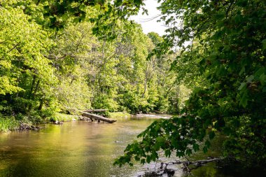 Nehir manzarası ve yanında yeşil ağaçlar. Yüksek kalite fotoğraf