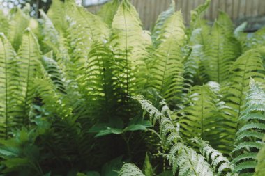 Ormandaki fantezi eğreltiotu çalıları. Arkaplan, doku. 