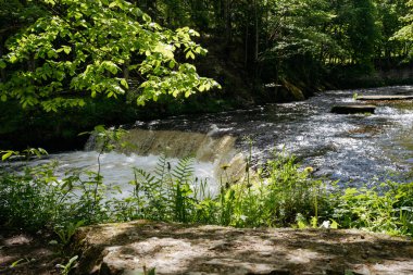Ormanda eğreltiotu çalıları olan bir şelale manzarası. Yüksek kalite fotoğraf