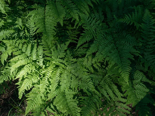 Hojas Helecho Bosque Sombras Luz Del Día Copiar Espacio — Foto de Stock