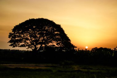 Bir ağaç manzarasında gün batımı