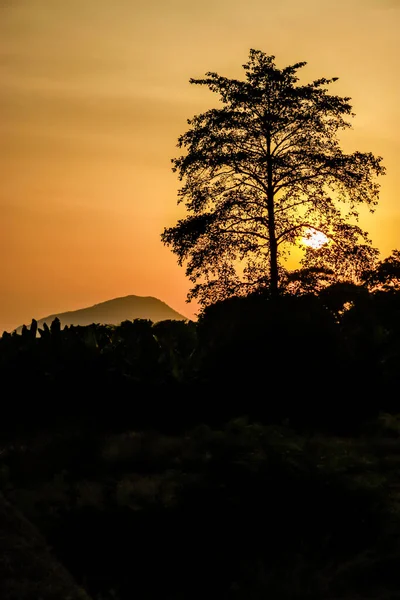 Sonnenuntergang Mit Sonnenstrahlen Einer Baumlandschaft — Stockfoto