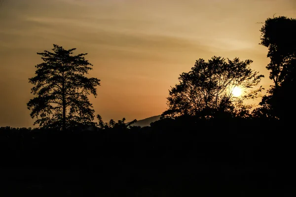 Закат Саженцами Ландшафте Деревьев — стоковое фото
