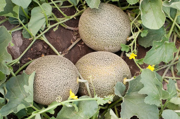 Melones Fotos de stock libres de derechos