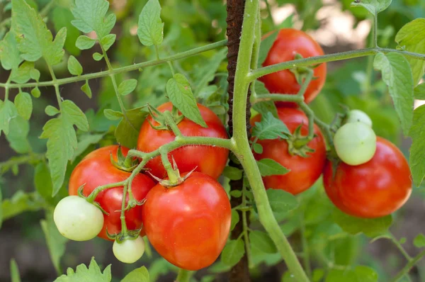 Tomates — Fotografia de Stock