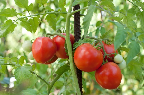 Tomatoes — Stock Photo, Image