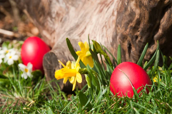 Easter eggs — Stock Photo, Image