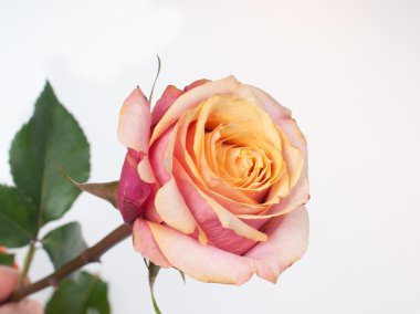 Paskalya yumurtaları