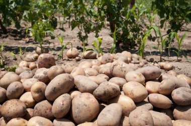 patates
