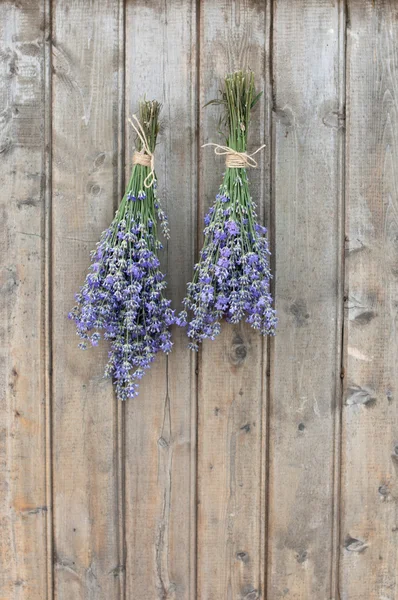 Two bunches of lavender — Stock Photo, Image