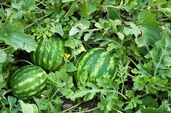 Karpuz.