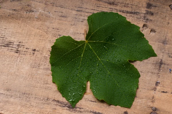 Vine leaf — Stock Photo, Image