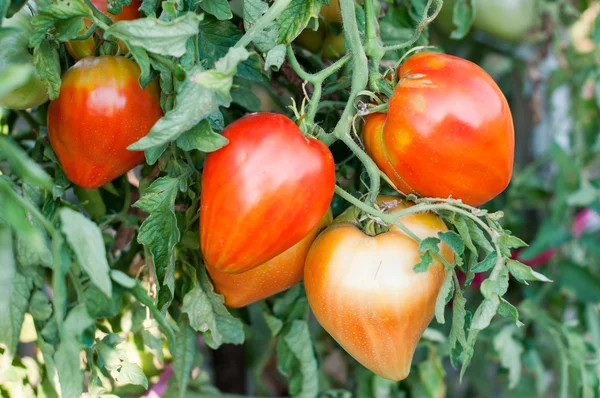 Tomate — Fotografia de Stock