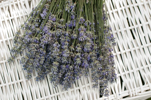 Laventer — Stock Photo, Image