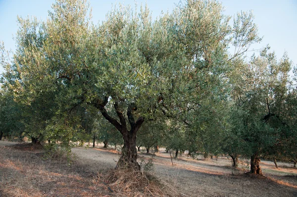 Olive trees — Stock Photo, Image