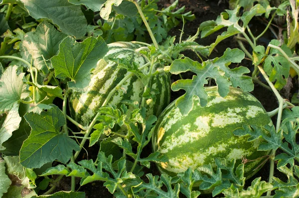 Watermelon — Stock Photo, Image